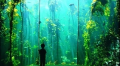 Vzhľadom k tomu, akvárium v dome ovplyvňuje ľudské zdravie